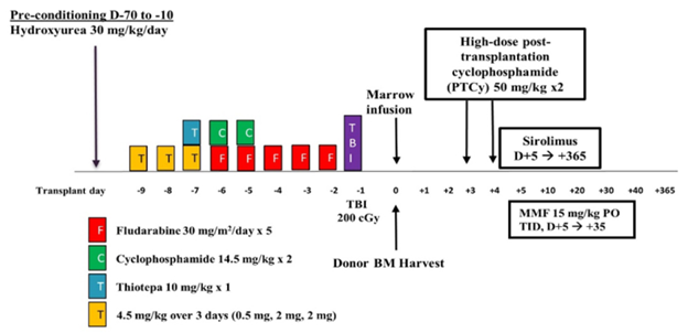This figure displays the common conditioning regimen for haploBMT used in this study. Abbreviations include: MMF (mycophenolate mofetil), PO (by mouth), TID (three times daily), and TBI (total body irradiation).